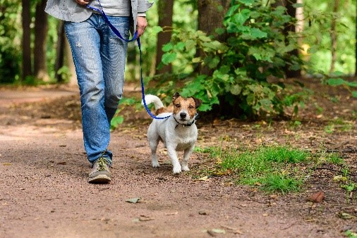 Von April bis Ende Juli gilt im Kanton Luzern eine Hundeleinenpflicht