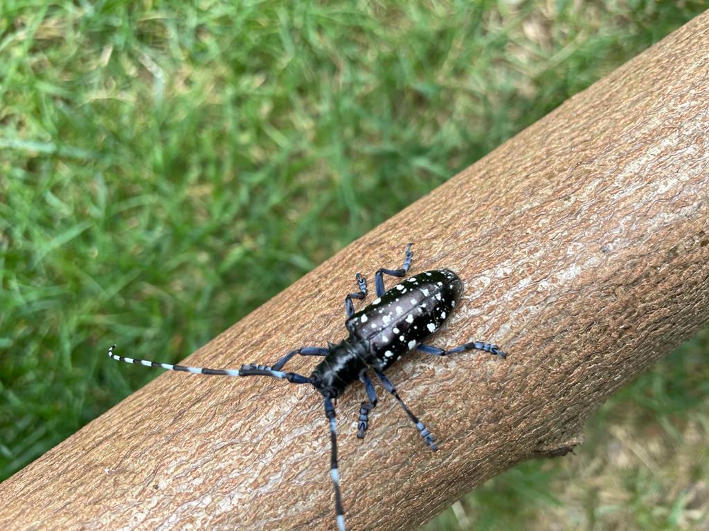 Asiatischer Laubholzbockkäfer