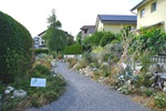 Geuensee 2026: Eine vielfältige Ruderalfläche mit Totholz, Steinhaufen, Mohn und Karde bietet ein Mosaik an unterschiedlichen Kleinstlebensräumen.