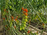 Tomaten in einem Gewächshaus