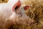Schwein im Stroh