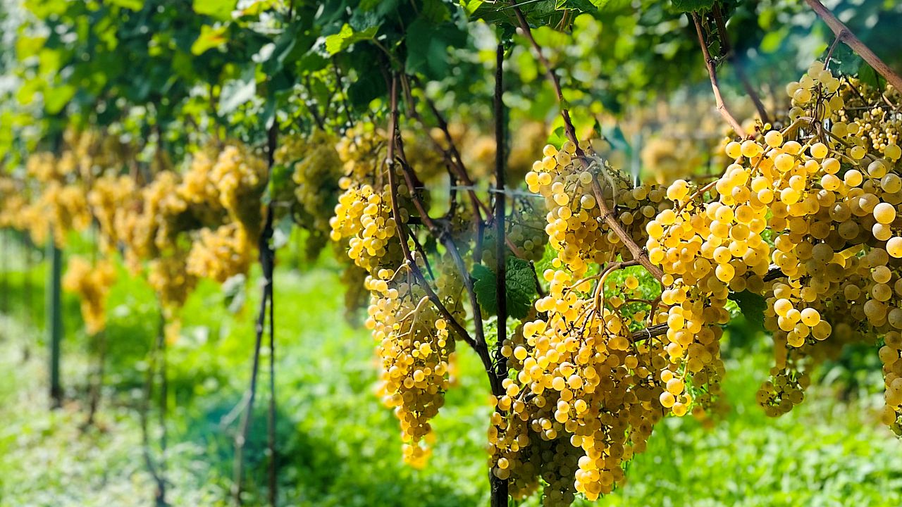 Weinlese 2023: Hohe Erträge und überdurchschnittliche Zuckergehalte prägten das Weinjahr.