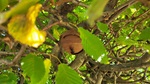 Primaernest einer Asiatischen Hornisse in einem Baum, Foto von Nick Meier