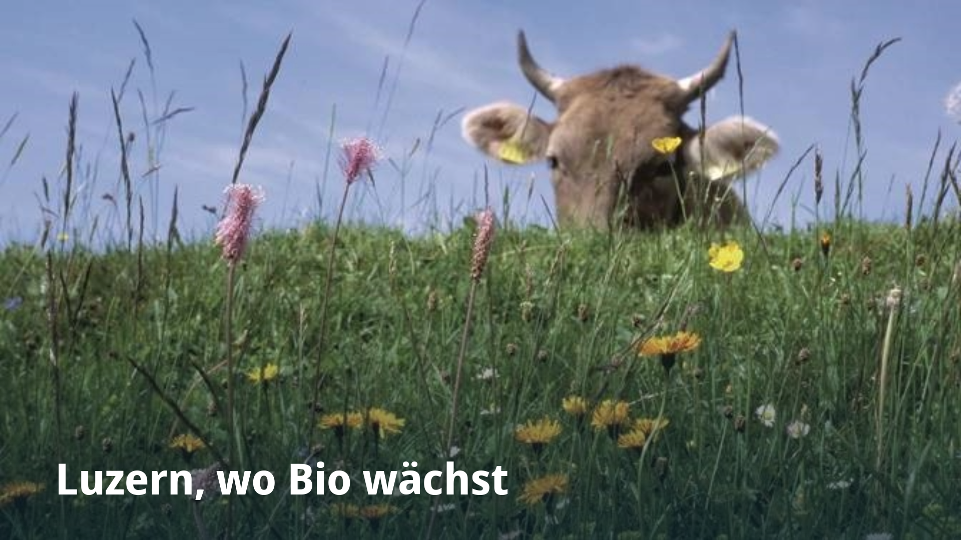 Luzern, wo Bio wächst