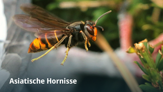 Asiatische Hornisse
