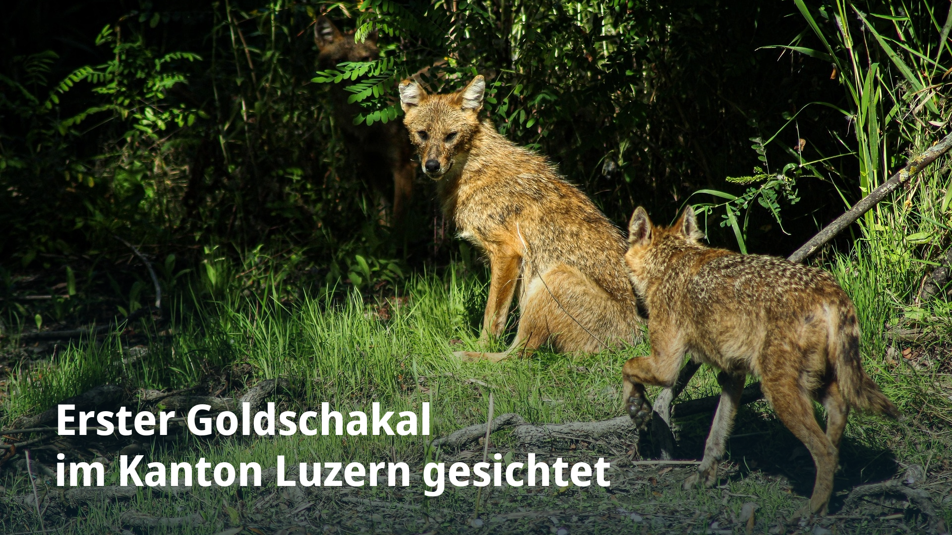 Erster Goldschakal  im Kanton Luzern gesichtet