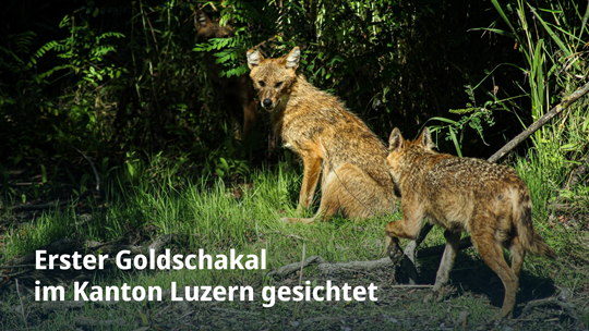 Erster Goldschakal  im Kanton Luzern gesichtet