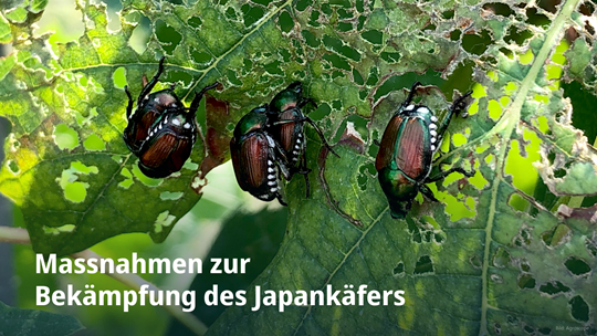 Japankäfer auf einem Rebblatt, das den typischen Skelettierfrass zeigt.